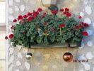 Schner Blumenschmuck statt Schnee zu Weihnachten 2014