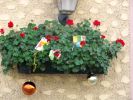 Schner Blumenschmuck statt Schnee zu Weihnachten 2014