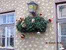 Schner Blumenschmuck statt Schnee zu Weihnachten 2014