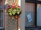 Schner Blumenschmuck statt Schnee zu Weihnachten 2014