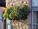 Schner Blumenschmuck statt Schnee zu Weihnachten 2014